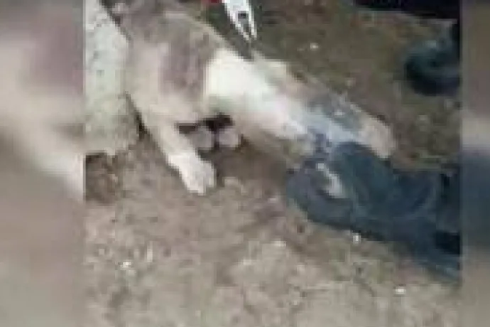 Kafası konserve kutusuna sıkışan Kediyi itfaiye kurtardı