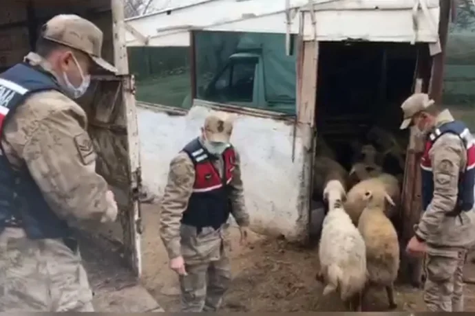 18 hayvanı çalınan besicinin yüzünü jandarma güldürdü
