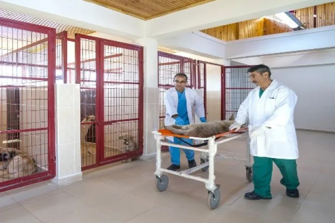 Malatya'da sokak hayvanlarının bakımına itina