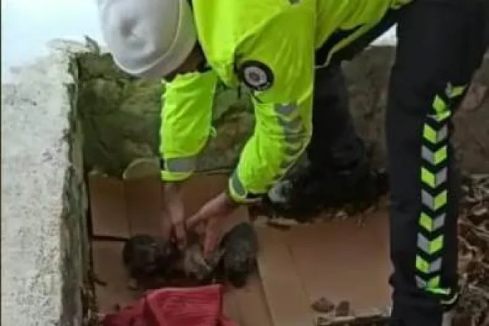 Polisten donmak üzere olan yavru köpeklere şefkat eli