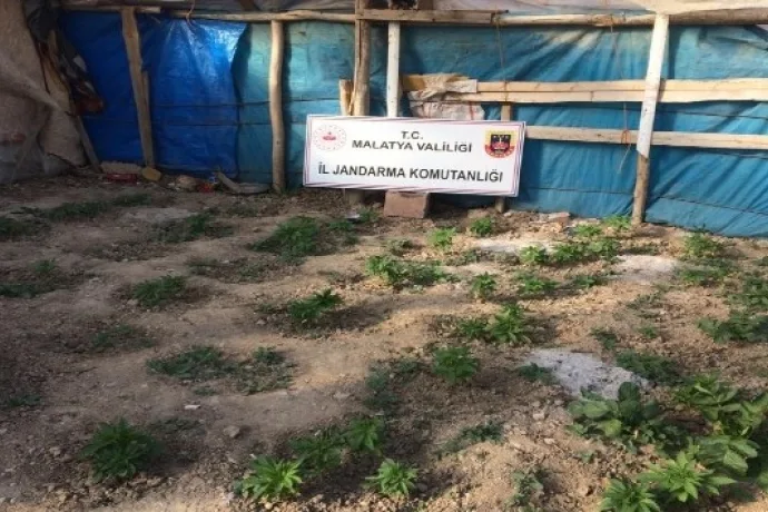 Jandarmadan yasa dışı kenevir operasyonu