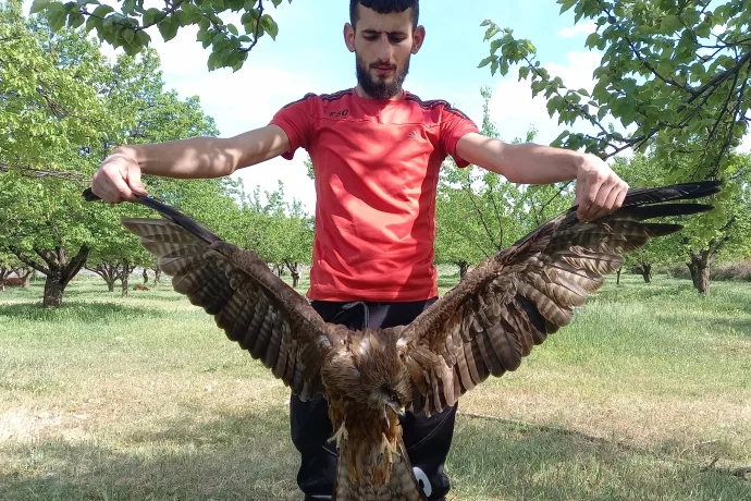 ARACIN ÇARPTIĞI YARALI KARTAL TEDAVİ BEKLİYOR