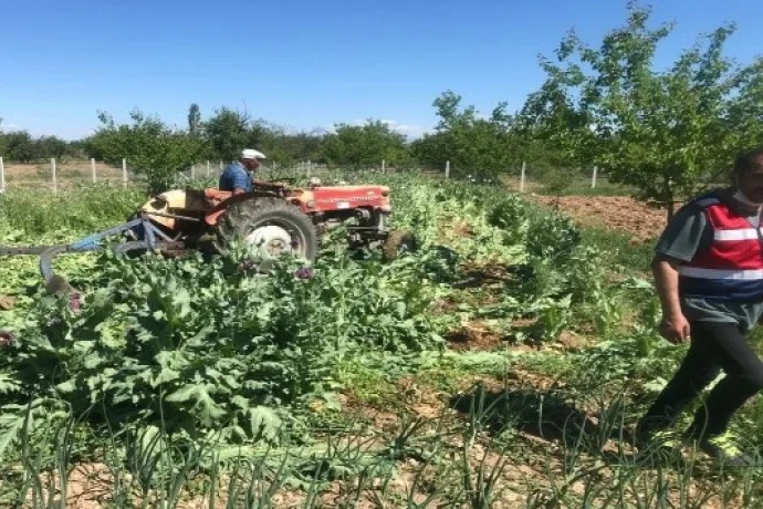 Drone ile tespit edildi, sökülerek imha edildi