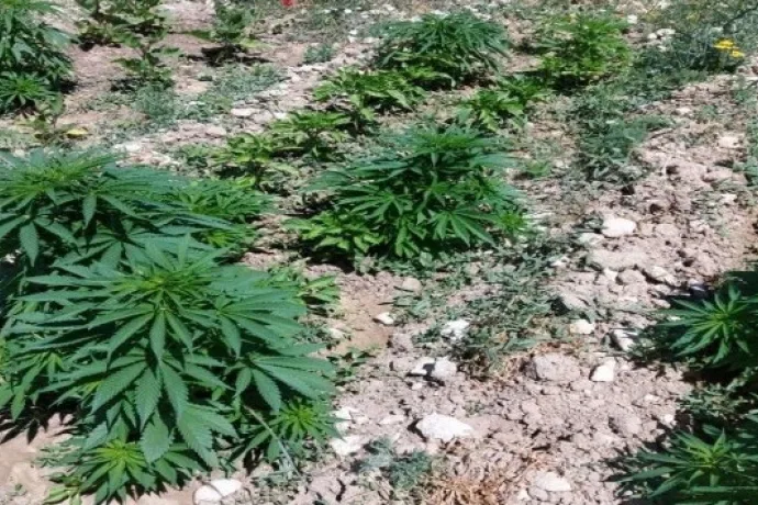 Bir evin bahçesinde 505 kök Hint keneviri ele geçirildi