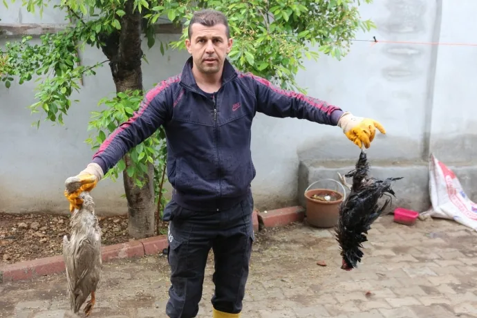 KÖPERLER ONLARCA KÜMES HAYVANINI TELEF ETTİ