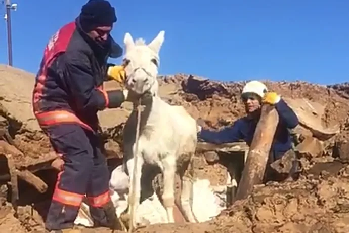 Enkazdan canlı keçi ve eşek çıkarıldı