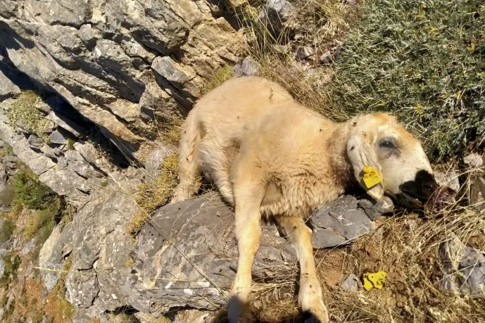 DOĞANŞEHİR’DE KURTLAR KOYUNLARI TELEF ETTİ