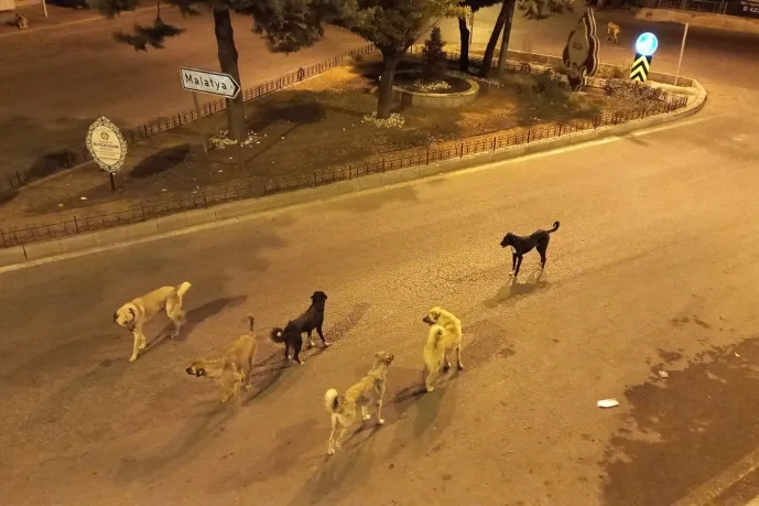 DİLEK’Lİ SAKİNLERİN KÖPEK ENDİŞESİ