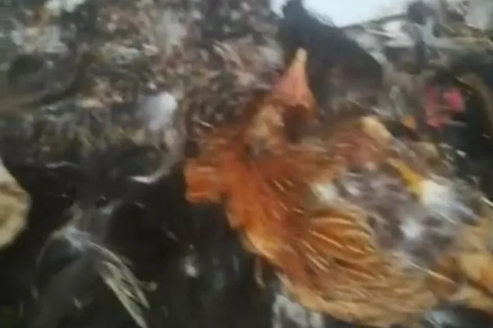 KÖPEKLER TAVUKLARI TELEF ETTİ