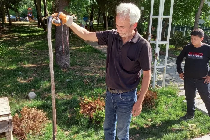Dilekte yılanlar kümese dadandı yumurta bırakmadı