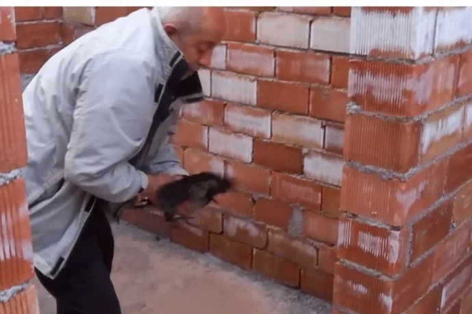 Uçmayı yeni öğrenen karga ortalığı birbirine karıştırdı