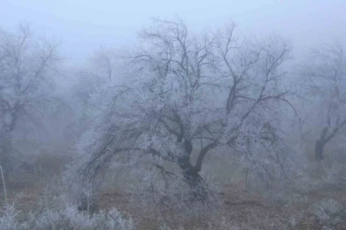 Malatya’da kırağı ağaçları ve bitkileri beyaza bürüdü