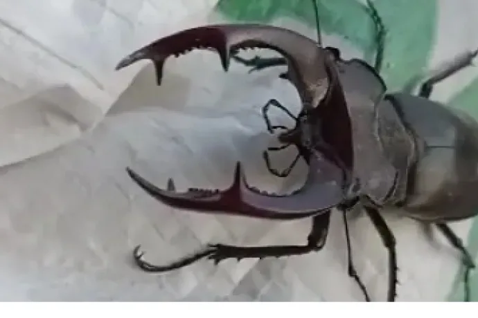 Kırmızı Listede Yer Alıyordu! Elazığ'da Görüldü.. Malatya'ya Gelir mi?