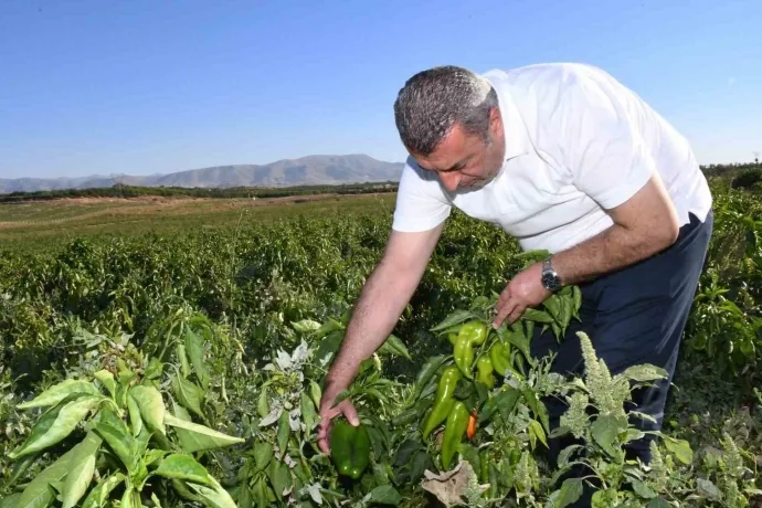 ABD’nin kapya biberi Malatya’dan