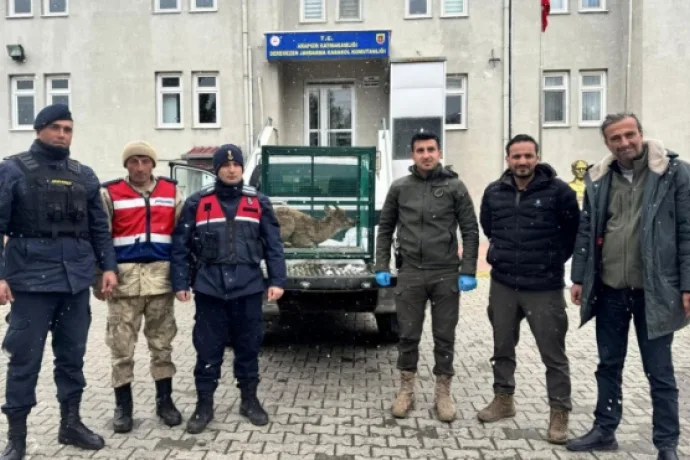 Malatya’da yaralı bulunan dağ keçisi koruma altına alındı