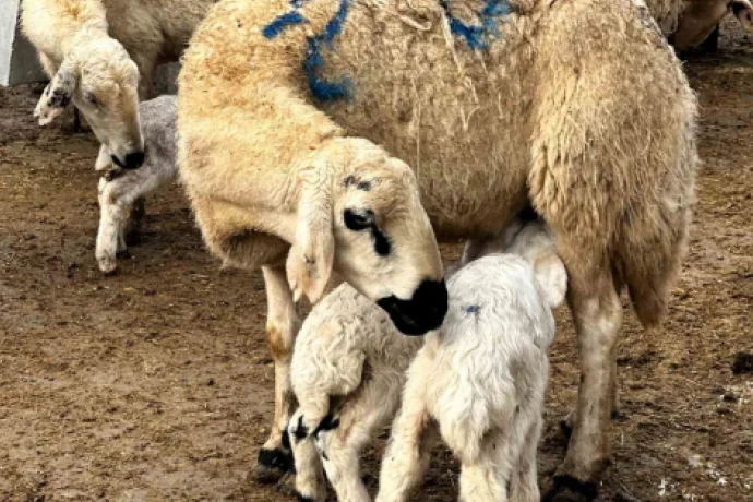 Malatya’da baharın habercisi kuzuların doğumları başladı