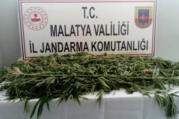 Malatya'da 1500 Kök Kenevir Ele Geçirildi