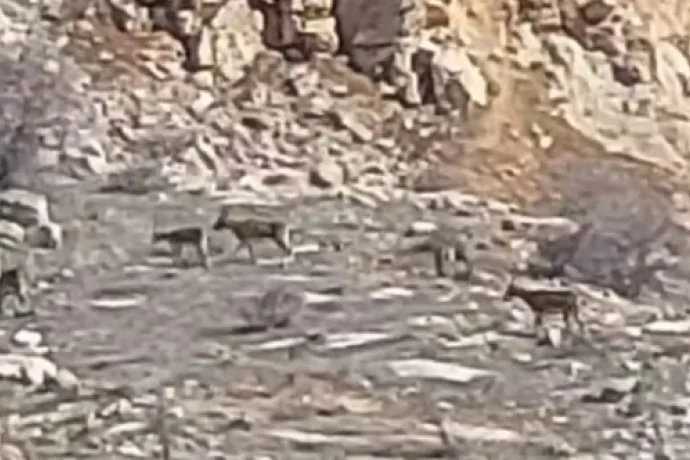 Malatya’da onlarca yaban keçisi sürü halinde görüntülendi
