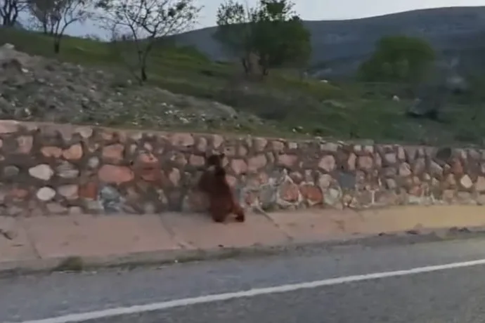 Arapgir Ağın Yedibağ Köyü'nde İlk Kez Görüntülendi: Ayı Aracın Önüne Çıktı