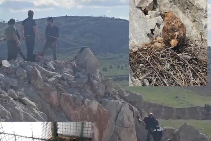 Açadağ'da Kızıl Şahin Yavrusu Son Anda Kurtarıldı