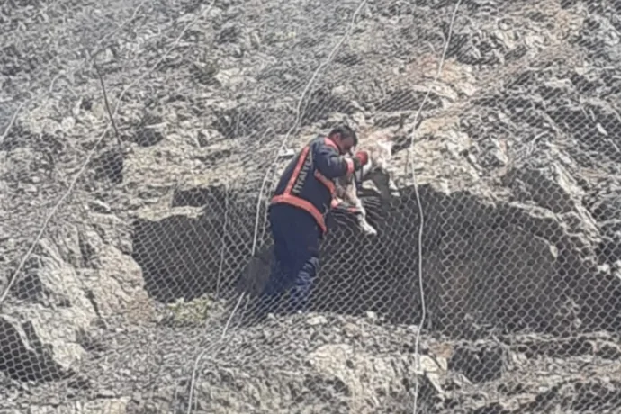 Malatya’da Teller Arasına Sıkışan Yabani Keçiler İtfaiye Ekiplerince Kurtarıldı