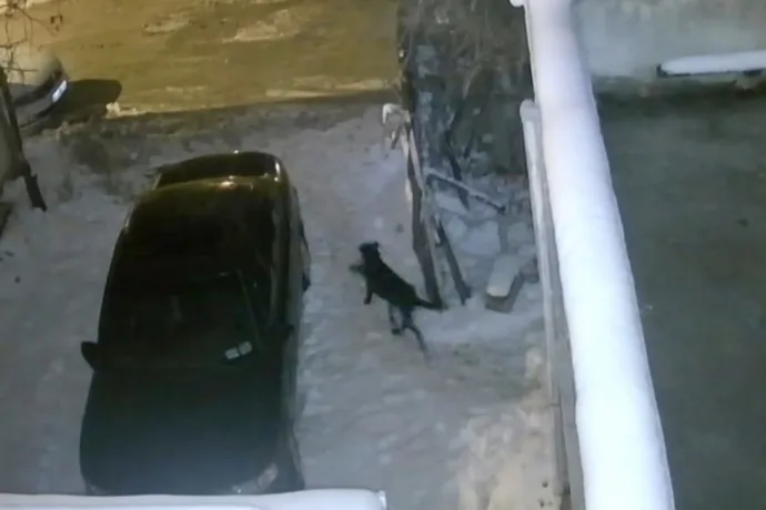 Yeşilyurt Dilek Mahallesi’nde Başıboş Köpekler Ayakkabı Çalıyor