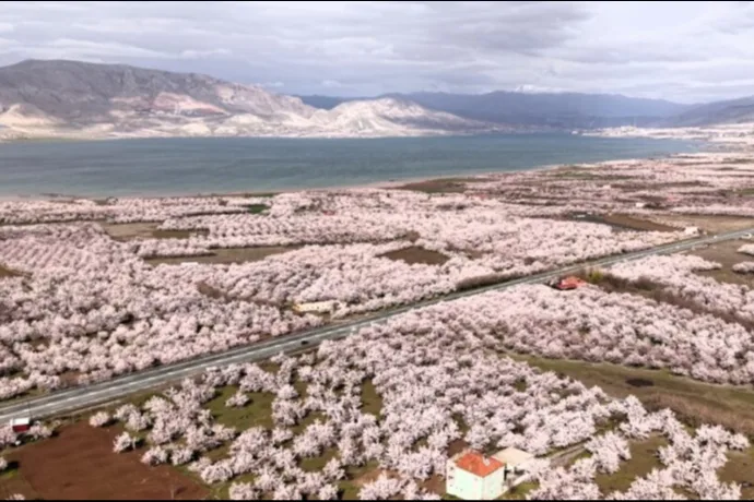 Kayısıda Don Değil Yağış Riski: Çiçek Döneminde Kritik Uyarılar