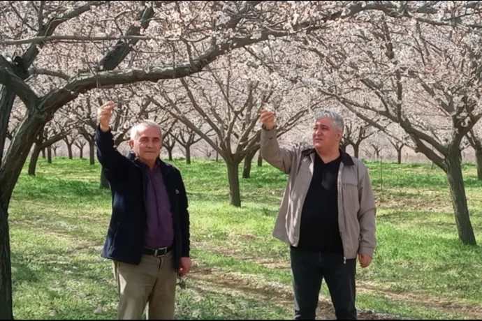 Kayısı Üreticisinden Sert Tepki: “Bu Bir Doğal Afet Değil, Yönetim Krizi!”