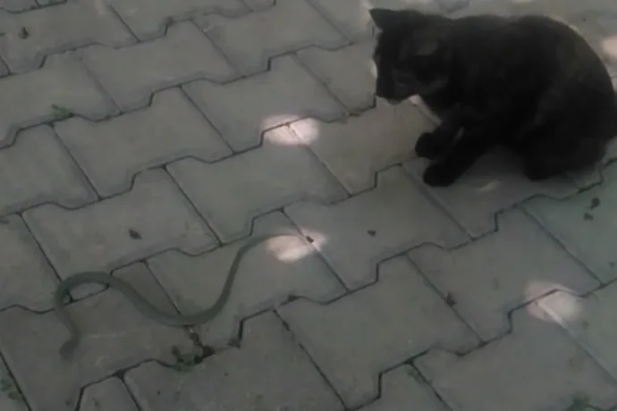 DİLEK MAHALLESİNDE YILANLAR VATANDAŞI KORKUTUYOR  video