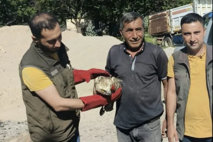 Akçadağ’da Yaralı Yılan Kartalı Kurtarıldı