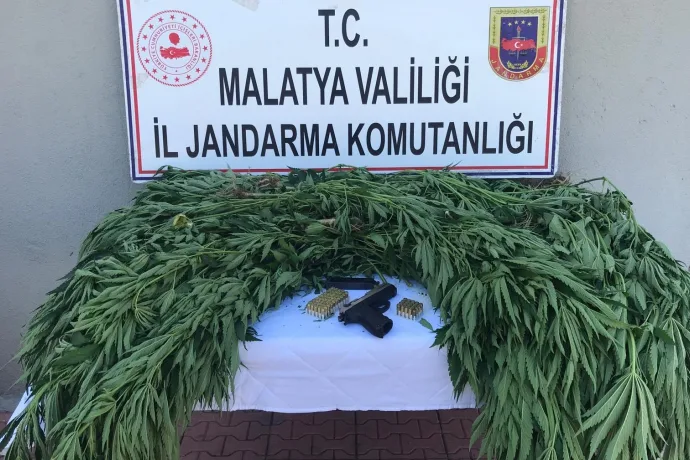 Doğanşehir'de jandarmadan kenevir operasyonu