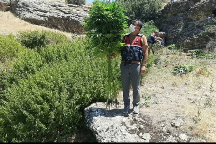 Hazine arazisine kaçak kenevir eken şahsa gözaltı
