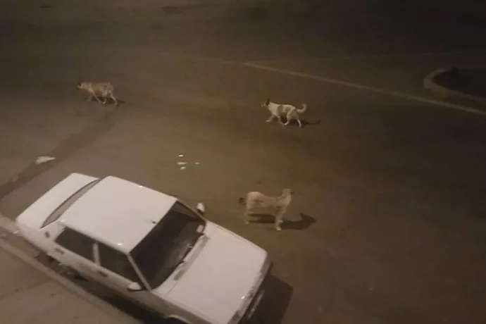 Başıboş köpekler mahalleliyi uyutmuyor