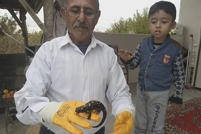Malatya’da sarı benekli semender bulundu