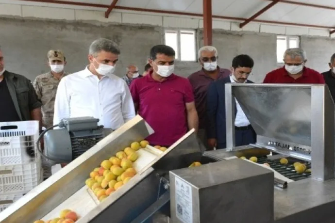 Kayısı Boylama Makinesi'nin tanıtımı yapıldı