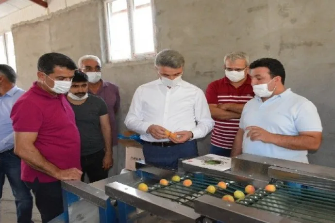 Kayısı boylama makinesi beğenildi