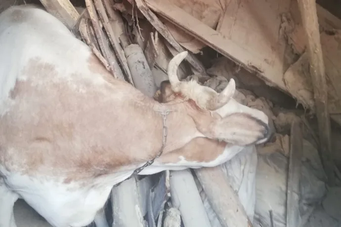 Ahır çöktü hayvanlar kurtarıldı