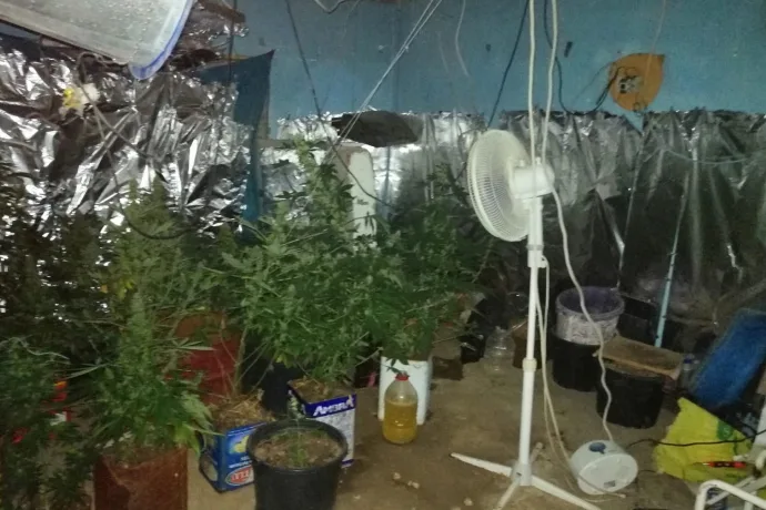 (2200) Kenevir Bitkisi Ele Geçirildi video