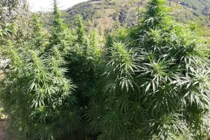 Hazine Arazisine Kaçak Kenevir Ekimine: 3 Gözaltı