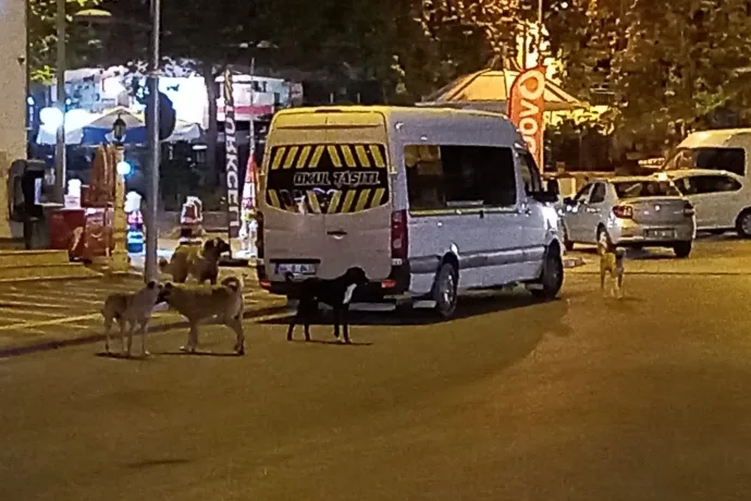 Sürüler Halinde Gezen Köpekler Korku Yaratıyor video