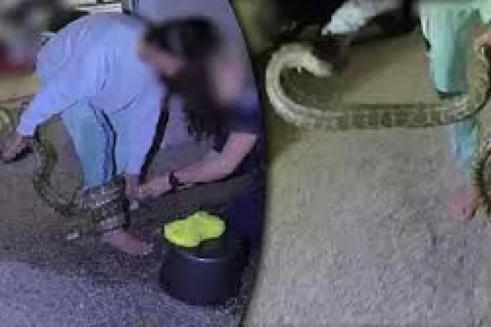 bir kadına ezilmekten kurtardığı piton saldırdı