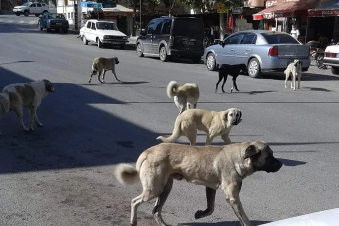 DİLEK MAHALESİ, KÖPEK SÜRÜLERİNDEN KORKUYOR