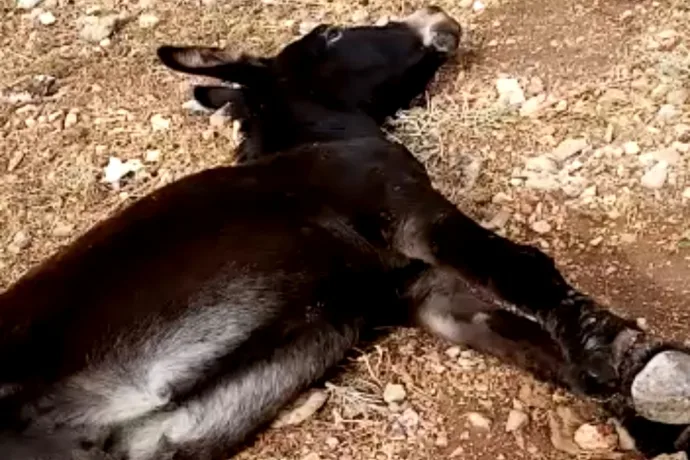 Ayaklarını Telle Bağlayıp Ölüme Ter Ettiler