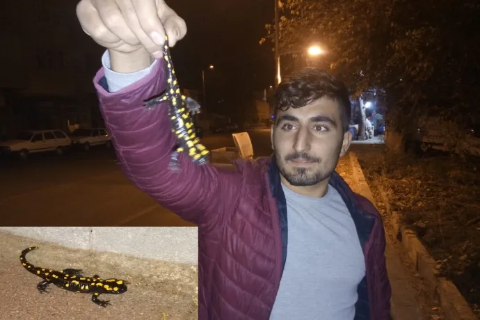DİLEK DE SARI BENEKLİ SEMENDER BULUNDU .VİDEO