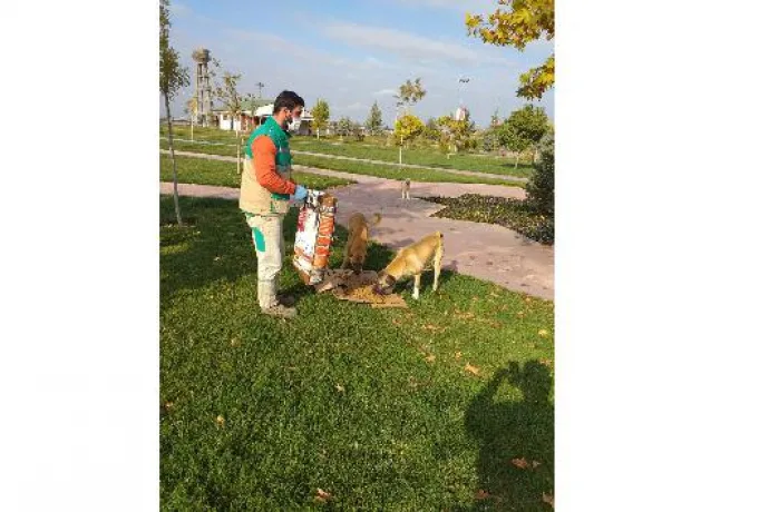 Soğuklarda ve pandemi sürecinde sokak hayvanları unutulmuyor