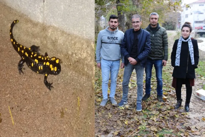 Benekli Semender doğaya bırakıldı. video